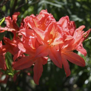 Рододендрон лососевый (Rhododendron molle subsp. japonicum)